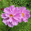 200+ Fizzy Pink Cosmos Seeds – Cosmos bipinnatus Flower Seeds for Garden Beds & Containers