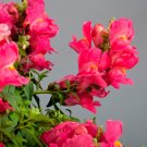 1000+ Candelabra Rose Snapdragon Seeds – Tall Rose Pink Antirrhinum Flowers for Garden & Bouquets