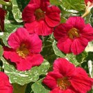 50+ Alaska Raspberry Nasturtium Seeds – Variegated Flower Seeds for Garden Planting