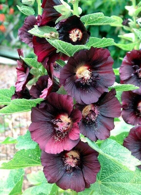 Red Black 50 Seeds Hollyhock Nigra Alcea Rosea Deep TY14 FREE SHIPPING