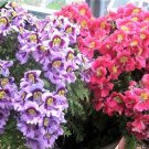 Butterfly Flower Schizanthus Mix Poor Man's Orchid 200 Seeds TY14 FREE SHIPPING Butterfly Flower Schizanthus Mix Poor Man's Orchid 200 Seeds TY14 FREE SHIPPING