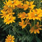 Beautiful Black Eyed Susan Rudbeckia Green 100 Seeds TY14 FREE SHIPPING