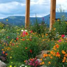 500+ Seeds Mix Firewise Seed Mix Annuals & Perennials Western TY14 FREE SHIPPING