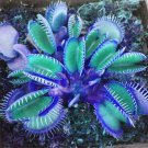 Fresh 25 Seeds Blue Venus Flytrap Rare Tropical Exotic TY14 FREE SHIPPING