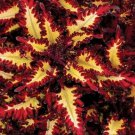 25 Cute Seeds Red Yellow Coleus Flowers TY14 FREE SHIPPING