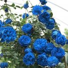Big Beautiful 25 Seeds Blue Climbing Rose Bush TY14 FREE SHIPPING