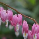 25+ Seeds Pink Bleeding Heart Fancy Top TY14 FREE SHIPPING
