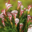 White Red 10 seeds Candy Cane Oxalis TY14 FREE SHIPPING