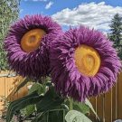 50 Pcs Yellow Purple Enchanting Giant Teddy Bear Sunflower Seed MN05 FREE SHIPPING