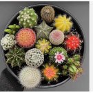 1 Plant Assorted Cactus Bareroot MN05 FREE SHIPPING