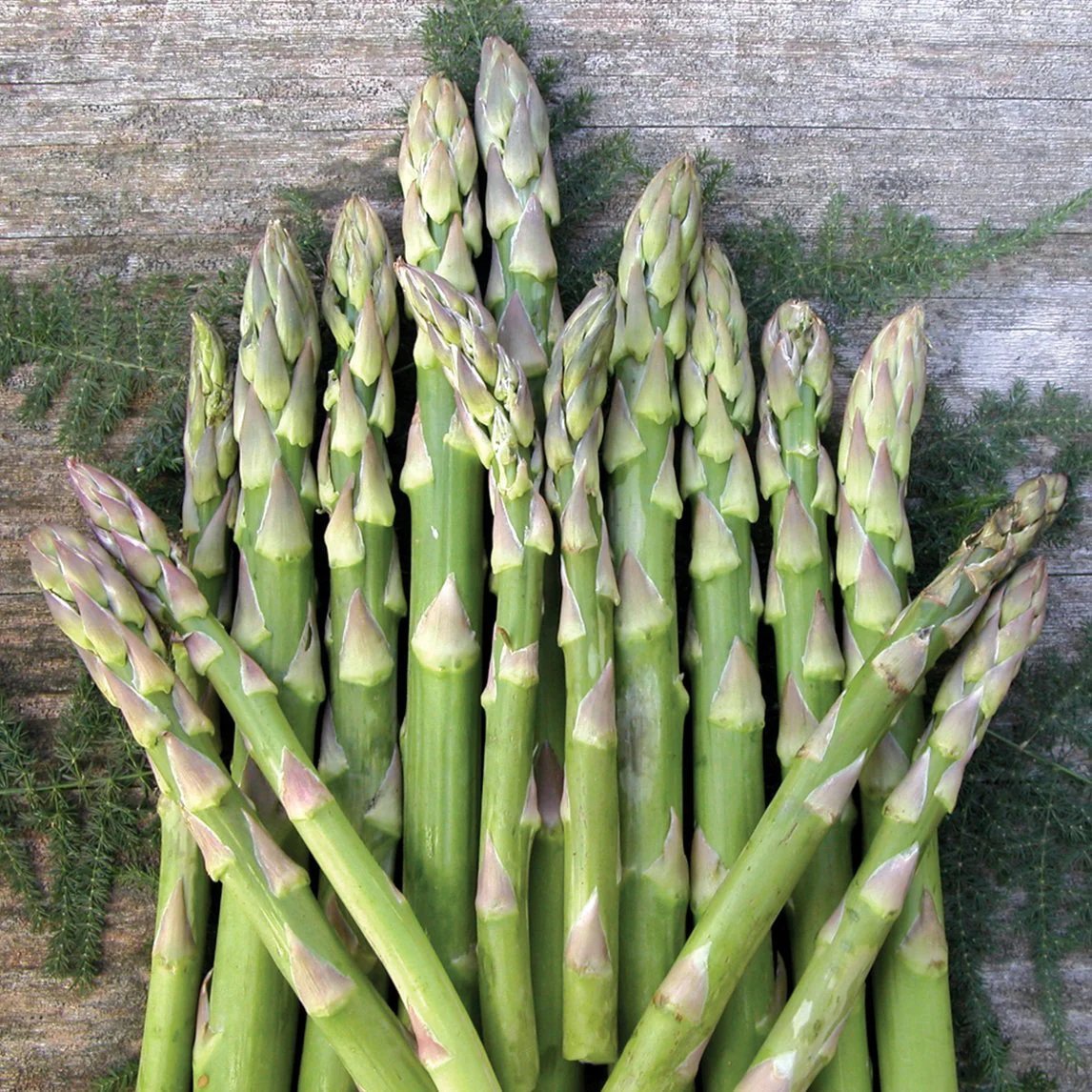 1 Gram Asparagus Mary Washington Seeds Vegetable Plant