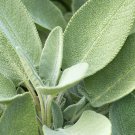 300 mg Sage Broadleaf Seeds Vegetable Herb Garden Plant
