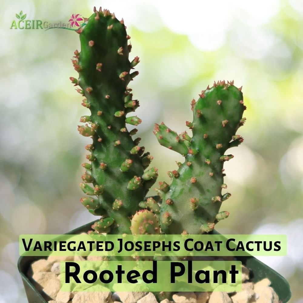 Variegated Joseph's Coat Cactus  Opuntia Monacantha  Rooted Plant in 2  Pot