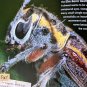 Minnesota Bug Hunt by Bruce Giebink Book