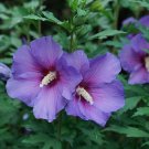 Wonderful Hibiscus Paraplu Violet Rose of Sharon Garden Plant