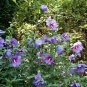 Wonderful Hibiscus Paraplu Violet Rose of Sharon Garden Plant