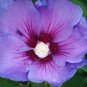 Wonderful Hibiscus Paraplu Violet Rose of Sharon Garden Plant