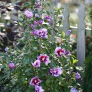 Wonderful Purple Pillar Hibiscus Rose of Sharon Garden Plant
