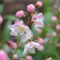 Wonderful Deutzia Yuki Cherry Blossom Garden Plant