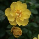 Wonderful Oso Easy Lemon Zest Rose Rebloomer Garden Plant