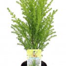 Wonderful Lemon Scented Goldcrest Cypress Tree Garden Plant