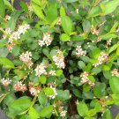 Wonderful Aronia Ground Hug Garden Plant