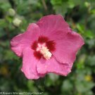 Wonderful Hibiscus Red Lil Kim Garden Plant
