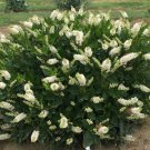 Wonderful Clethra alnifolia Hummingbird Summersweet Garden Plant