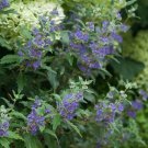 Wonderful Caryopteris Beyond Midnight Bluebeard Garden Plant