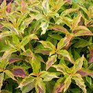 Wonderful Poetic Beauty Foliage My Monet Sunset Weigela Garden Plant