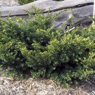 Wonderful Everlow Yew Taxus x media Garden Plant