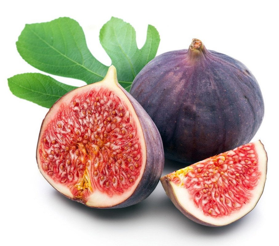 Wonderful Chicago Edible Fig Ficus Hardy The Hardiest Garden Plant