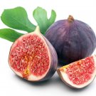 Wonderful Chicago Edible Fig Ficus Hardy The Hardiest Garden Plant