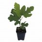Wonderful Chicago Edible Fig Ficus Hardy The Hardiest Garden Plant