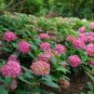 Wonderful Lets Dance Arriba Bigleaf Hydrangea Garden Plant