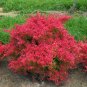 Wonderful Berberis thunbergii Sunjoy Neo Barberry Garden Plant