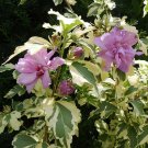 Wonderful Hibiscus Sugar Tip Gold Rose of Sharon Garden Plant