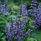 Wonderful Vitex agnus castus Blue Diddley Chaste Tree Garden Plant
