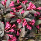 Wonderful Weigela Red Leaves Spilled Wine Magenta Flowers Garden Plant