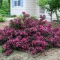Wonderful Weigela Red Leaves Spilled Wine Magenta Flowers Garden Plant