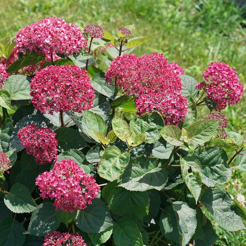 Wonderful Invincibelle Garnetta Hydrangea Garden Plant
