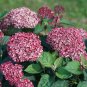 Wonderful Invincibelle Garnetta Hydrangea Garden Plant