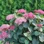 Wonderful Invincibelle Garnetta Hydrangea Garden Plant