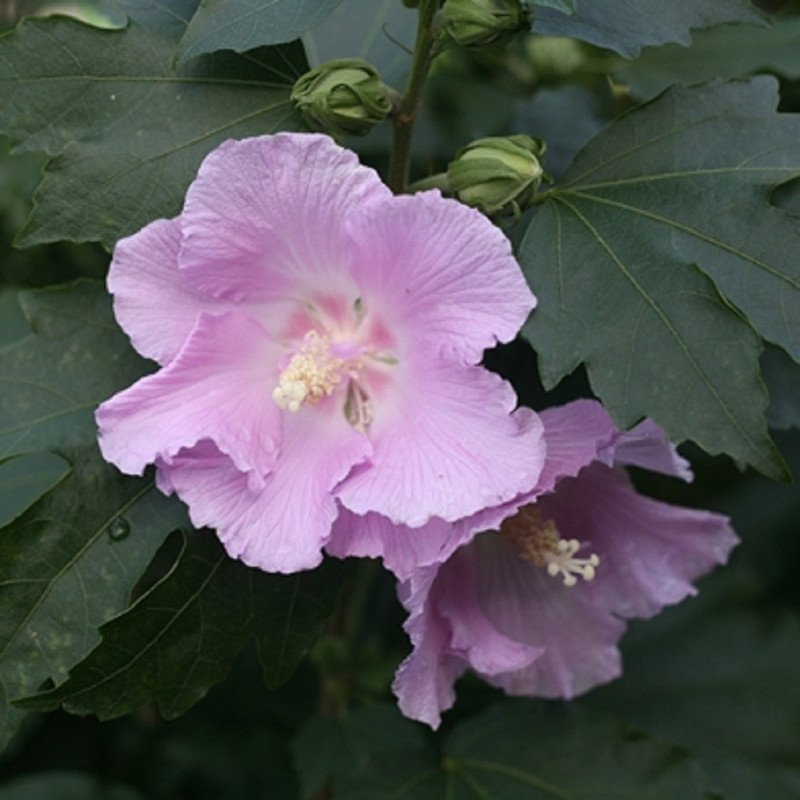 Wonderful Pollypetite Rose of Sharon Hibiscus Garden Plant