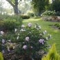 Wonderful Pollypetite Rose of Sharon Hibiscus Garden Plant