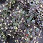 Wonderful Chinese Fringe Flower Jazz Hands Night Moves Garden Plant