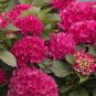 Wonderful Macrophylla Intense Red Cityline Paris Hydrangea Garden Plant