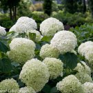 Wonderful Incrediball Hydrangea Perennial Huge Flowers Garden Plant