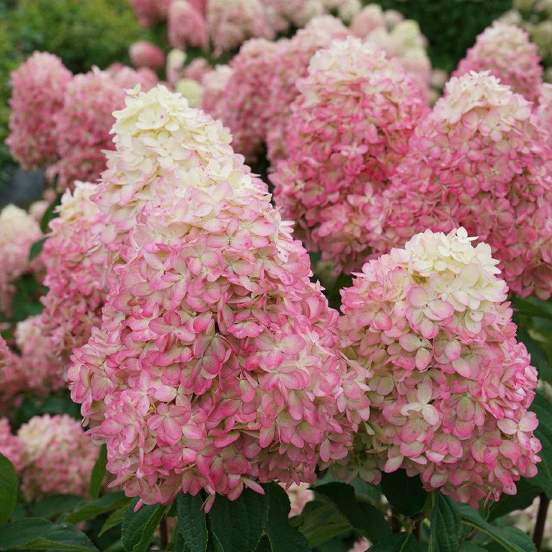 Wonderful Hydrangea Paniculata Limelight Prime Panicle Garden Plant