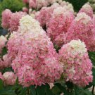 Wonderful Hydrangea Paniculata Limelight Prime Panicle Garden Plant